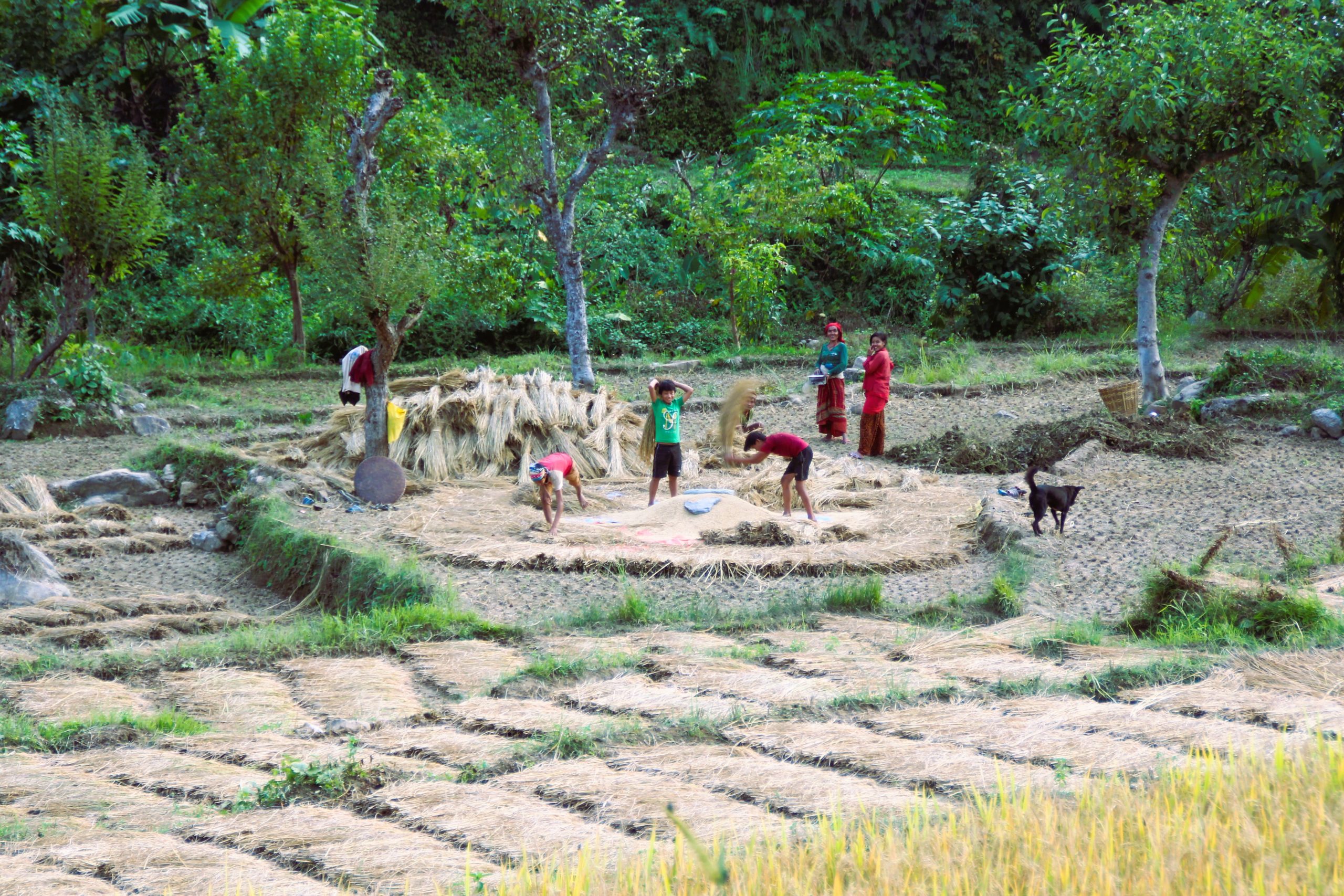 #9 Children threshing the harvest